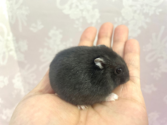 ドワーフハムスターの1種