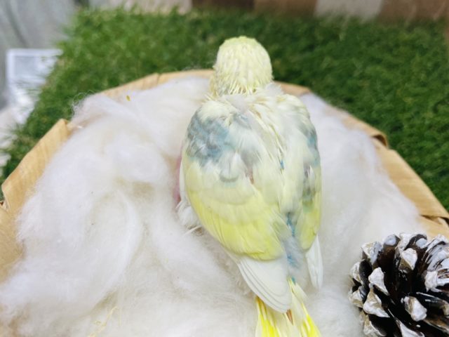 セキセイインコ