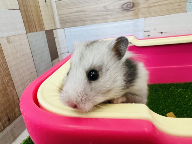 ゴールデンハムスター