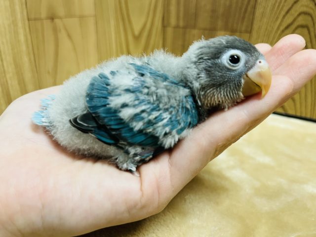 ボタンインコ