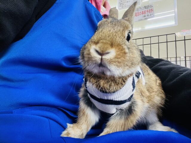 ネザーランドドワーフ