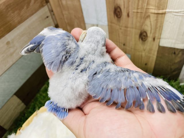 コザクラインコ（小桜インコ）