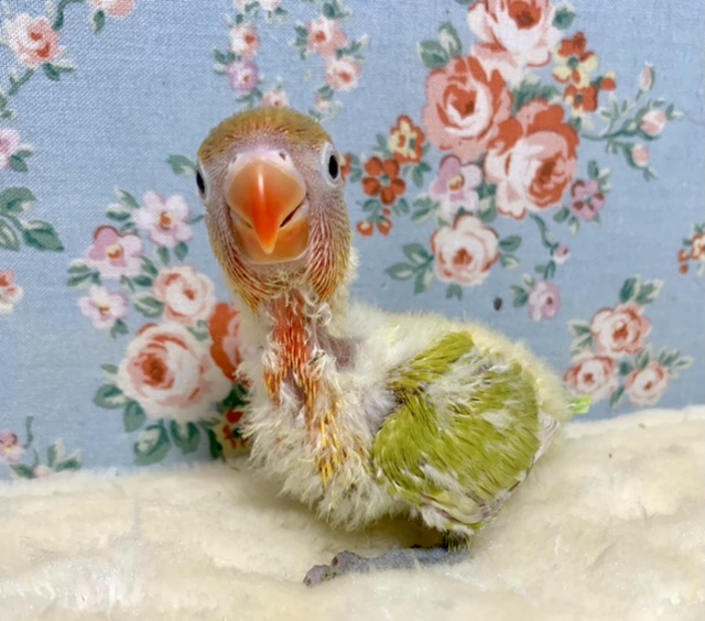 ヤマブキボタンインコ