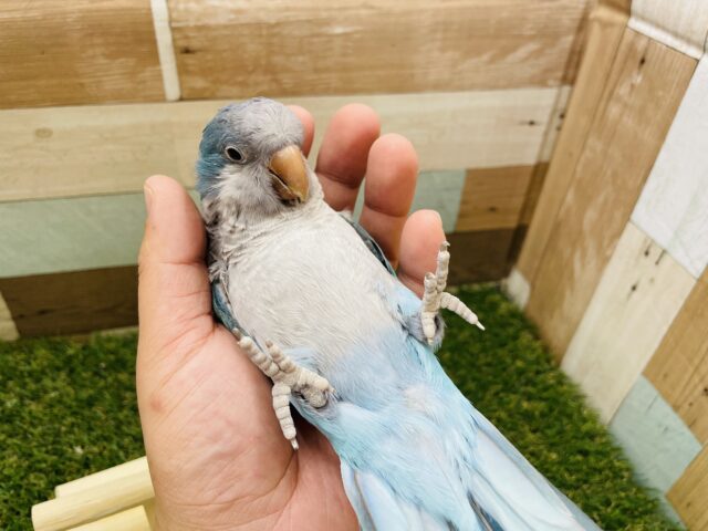 オキナインコ