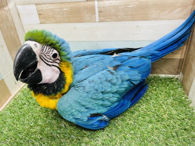 ルリコンゴウインコ