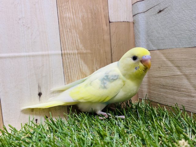 セキセイインコ