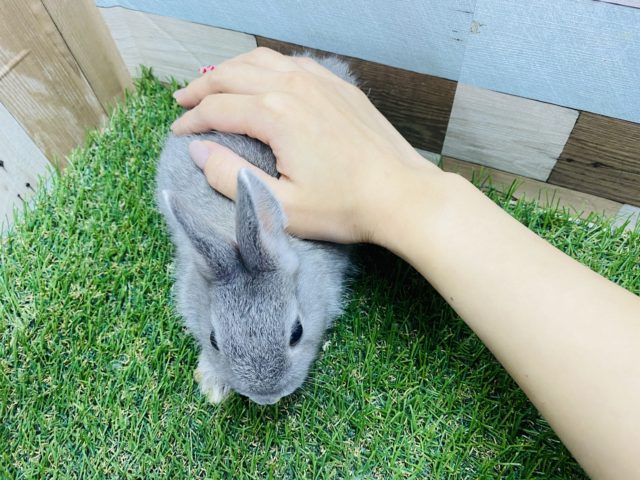 ネザーランドドワーフ