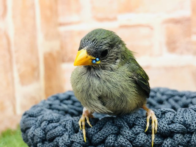 チモールセイコウチョウ