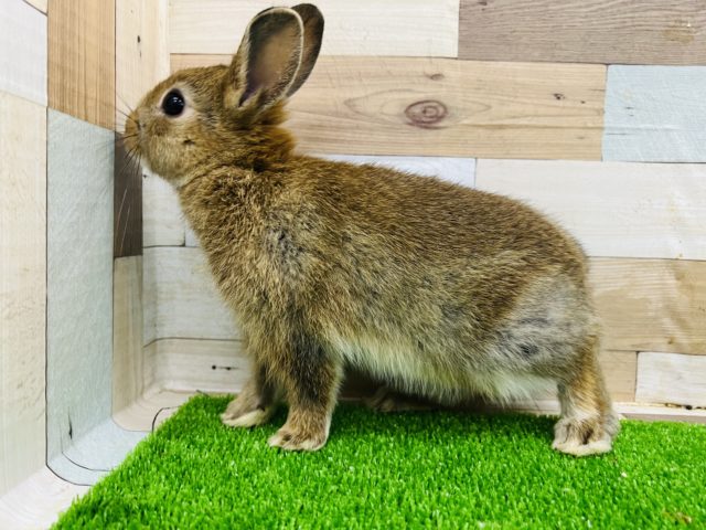 ネザーランドドワーフ