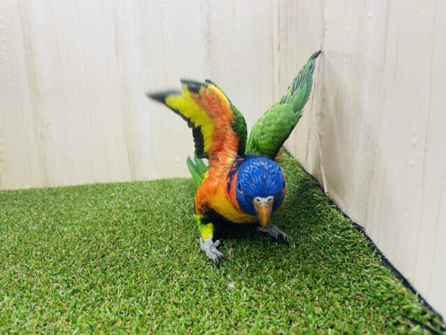 アカエリゴシキセイガイインコ