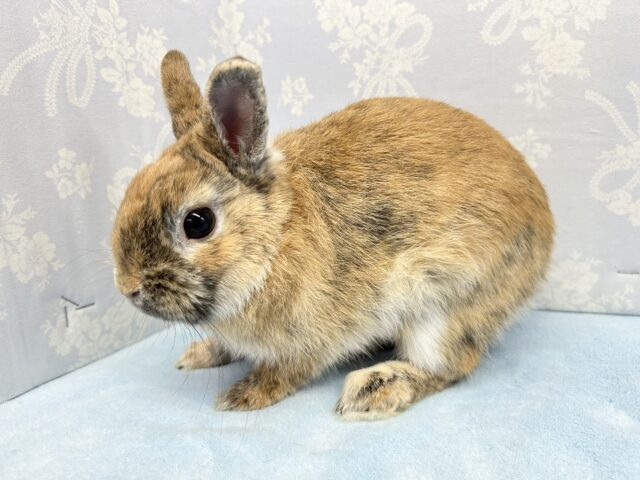 ミニウサギ
