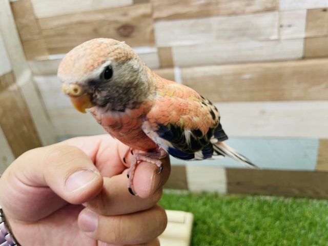 アキクサインコ（秋草インコ）