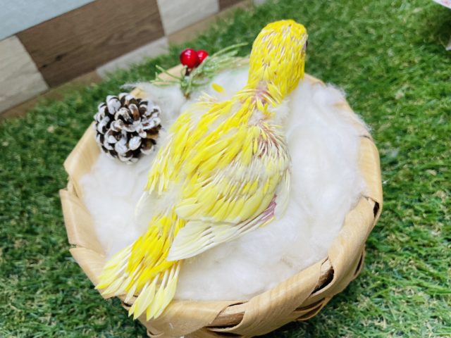 サザナミインコ