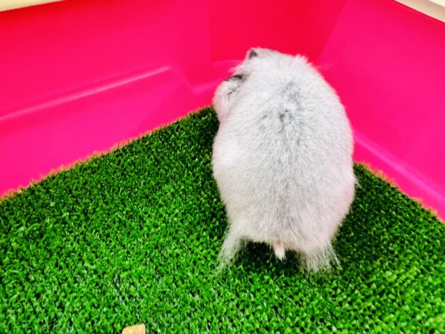 ゴールデンハムスター