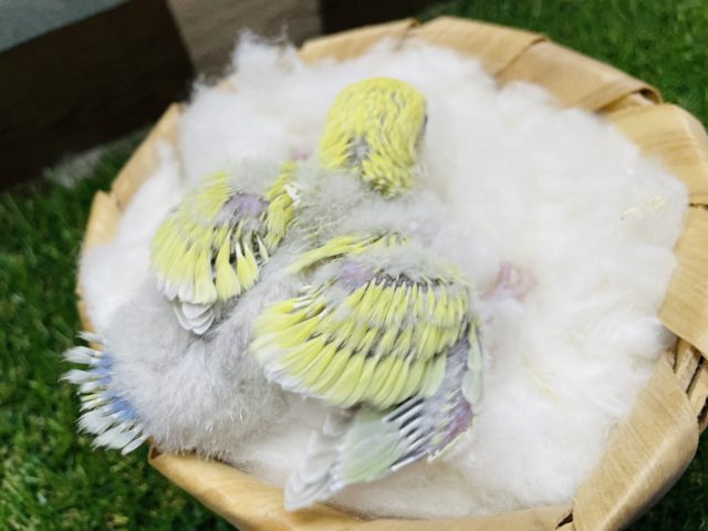 コザクラインコ（小桜インコ）