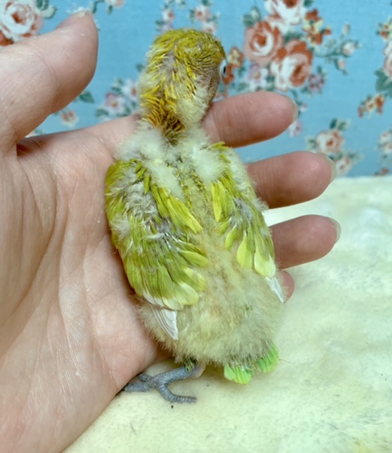 ヤマブキボタンインコ