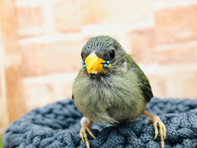 チモールセイコウチョウ