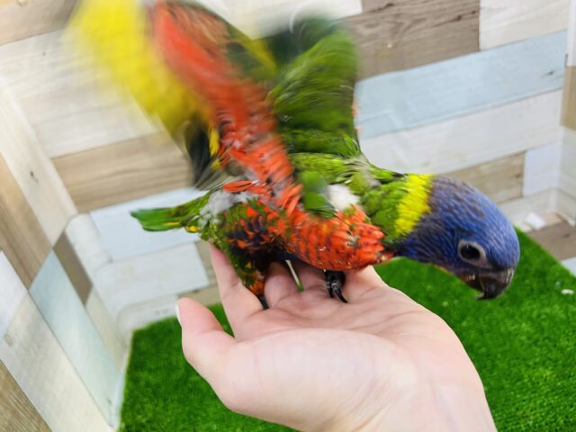 ゴシキセイガイインコ