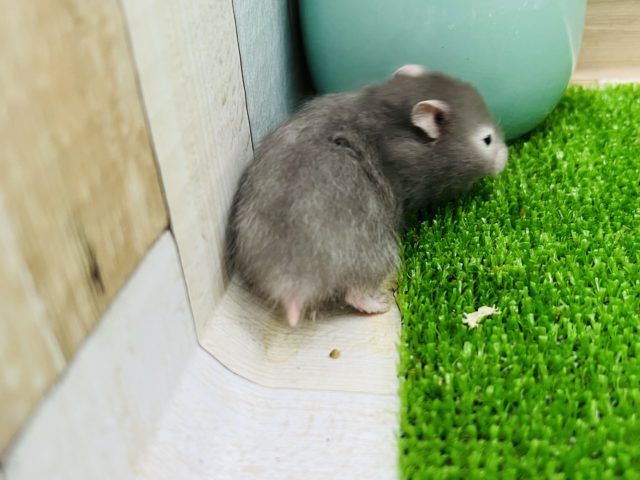 ゴールデンハムスター