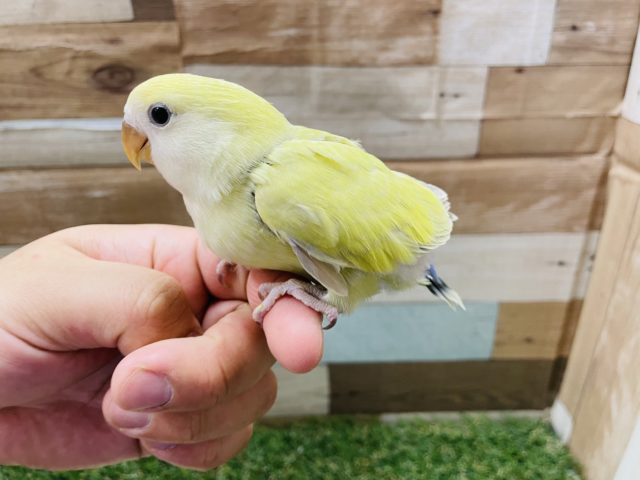 コザクラインコ（小桜インコ）