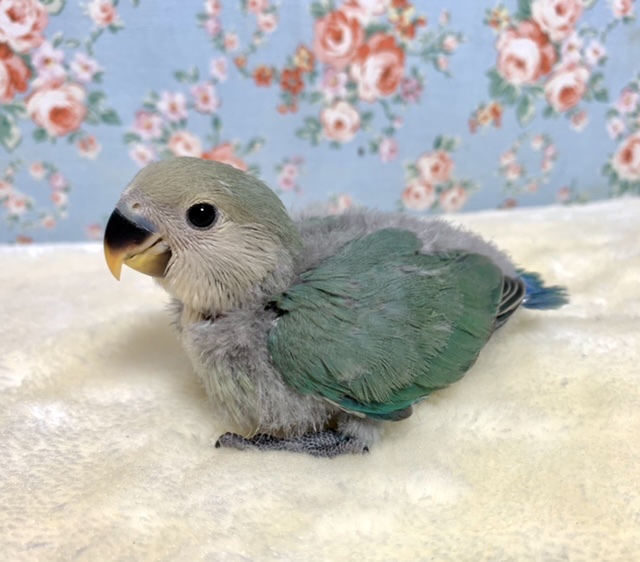 コザクラインコ（小桜インコ）