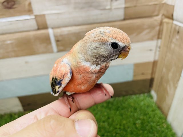 アキクサインコ（秋草インコ）