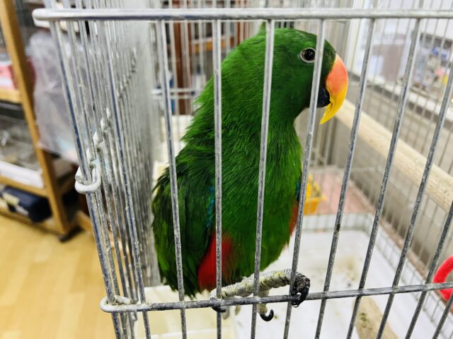 オオハナインコ