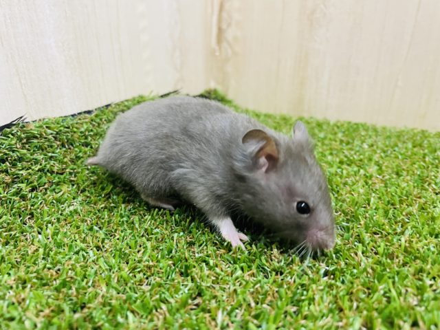 ゴールデンハムスター