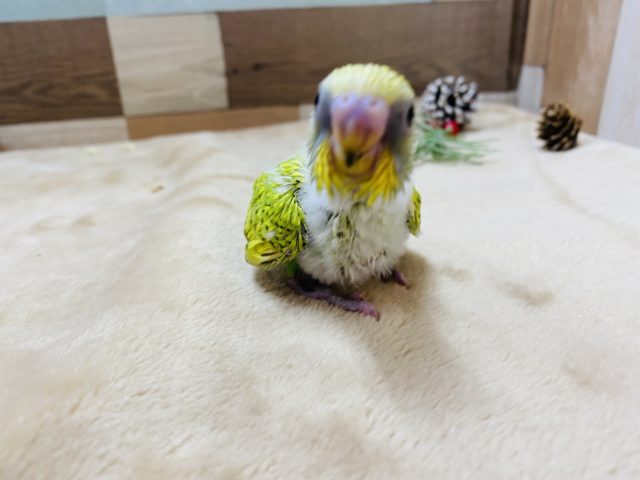セキセイインコ