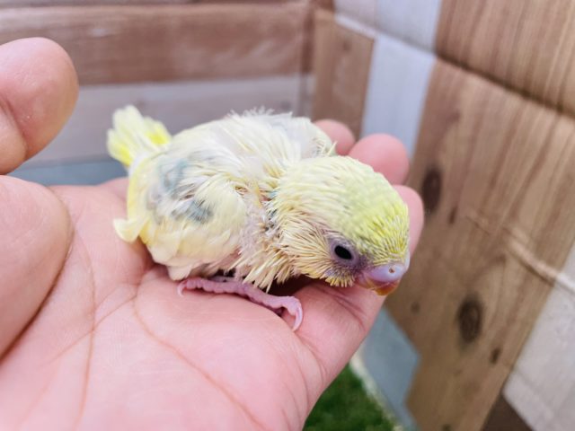 セキセイインコ