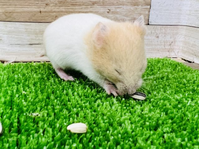 ゴールデンハムスター