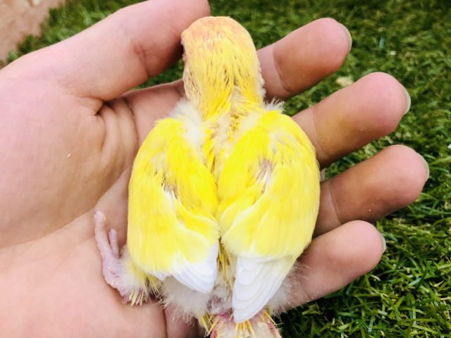 コザクラインコ（小桜インコ）