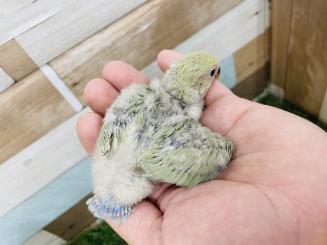 コザクラインコ（小桜インコ）