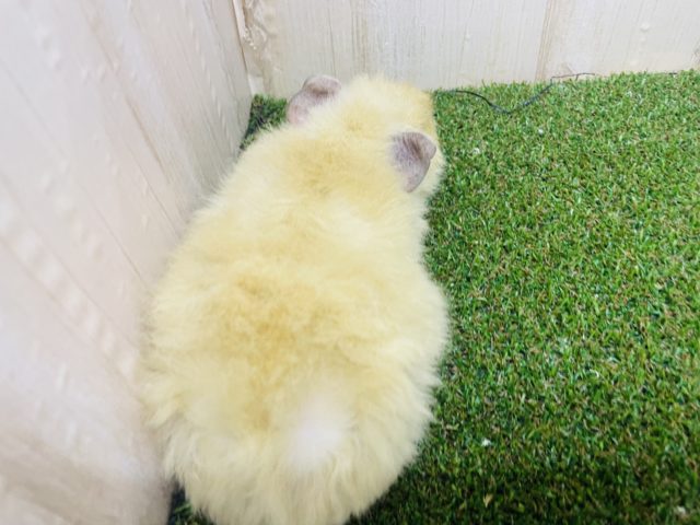 テディモルモット