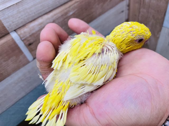 サザナミインコ
