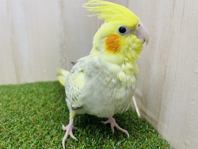 オカメインコ