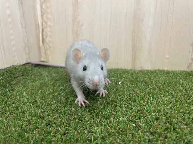 ファンシーラット