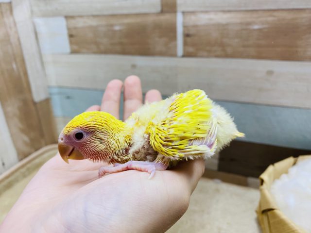 コザクラインコ（小桜インコ）