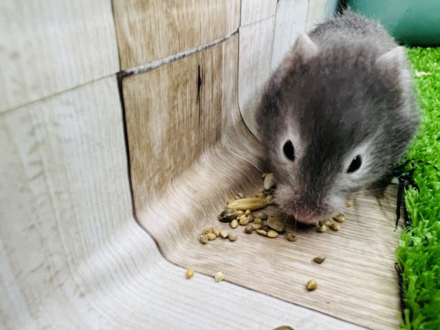 ゴールデンハムスター