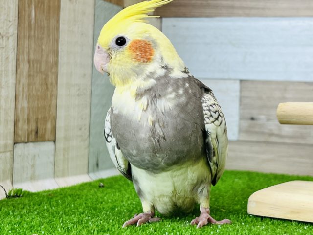 オカメインコ
