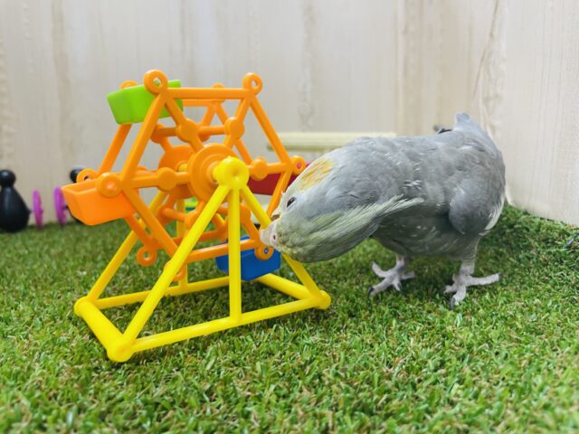 オカメインコ