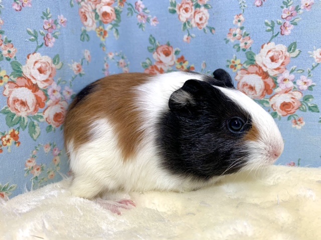 イングリッシュモルモット