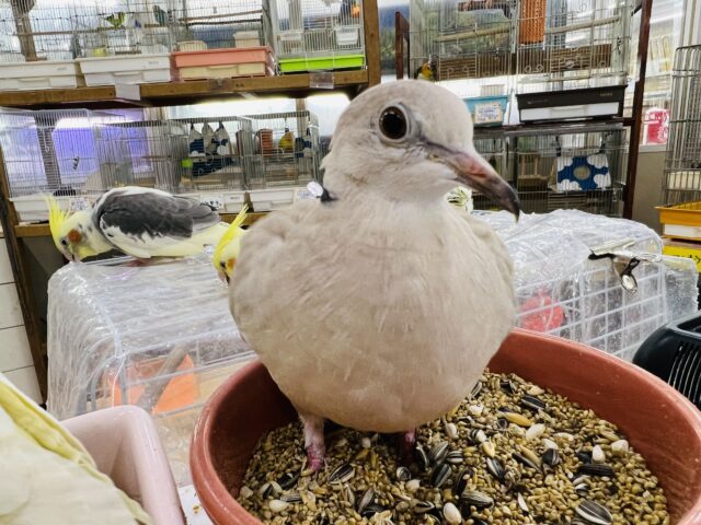 ジュズカケバト