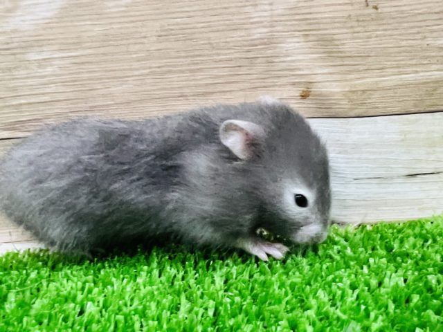 ゴールデンハムスター