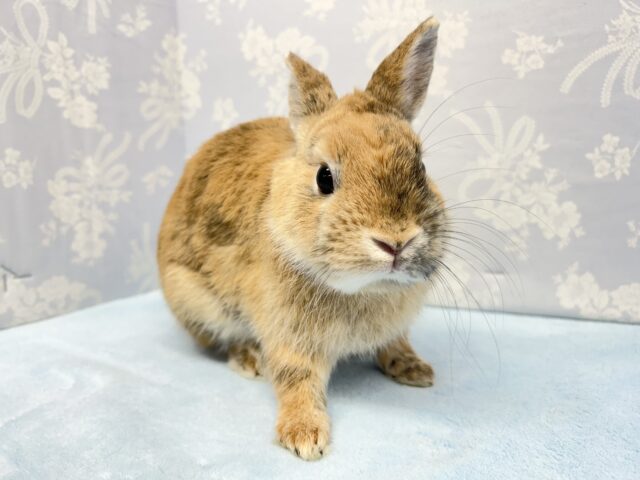 ミニウサギ