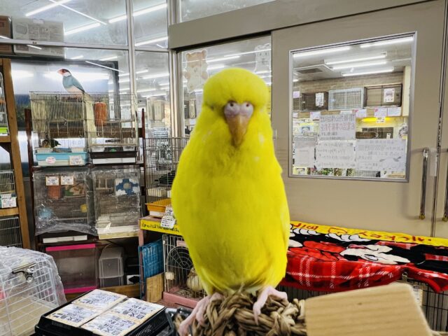 ジャンボセキセイインコ