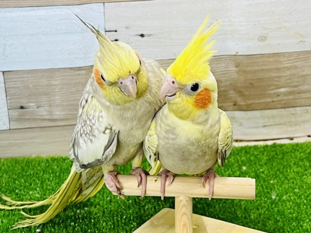オカメインコ
