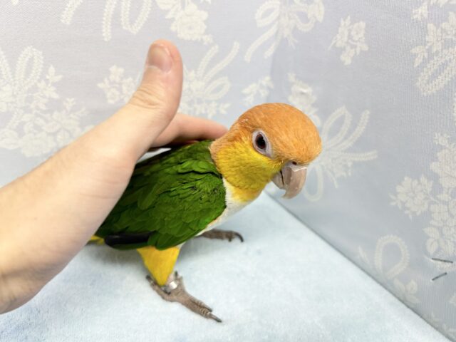 シロハラインコ