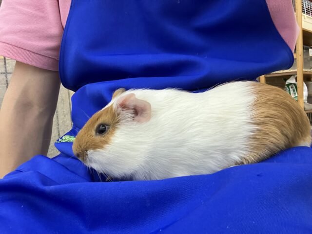 イングリッシュモルモット