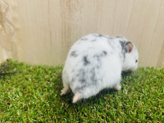 ゴールデンハムスター